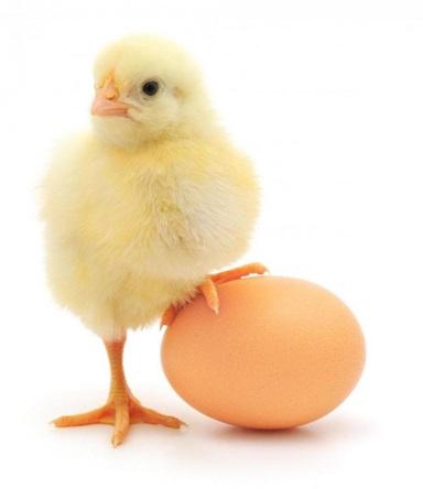 Tudósok mutatták meg, hogyan fejlődik a csibe a tojásban: videó